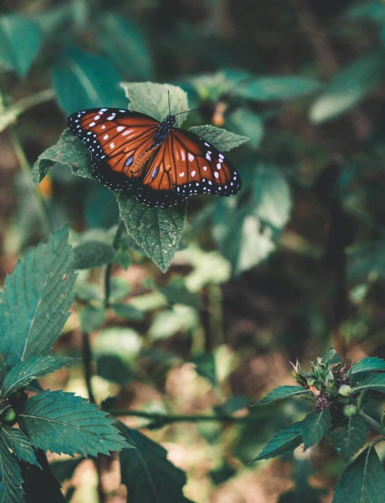 Close-up of a monarch butterfly perched on leaves, showcasing stunning orange and black wings.