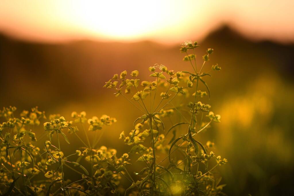 flowers, plants, sunset, beautiful flowers, yellow flowers, flower wallpaper, bloom, wildflowers, flora, meadow, field, nature, summer, closeup, yellow flowers, wildflowers, wildflowers, flower background, wildflowers, wildflowers, meadow, field, summer, summer, summer, summer, summer